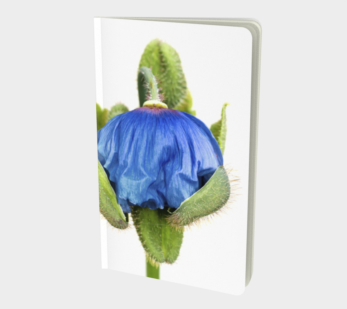Aperçu de Pavot bleu / Blue Poppy #1