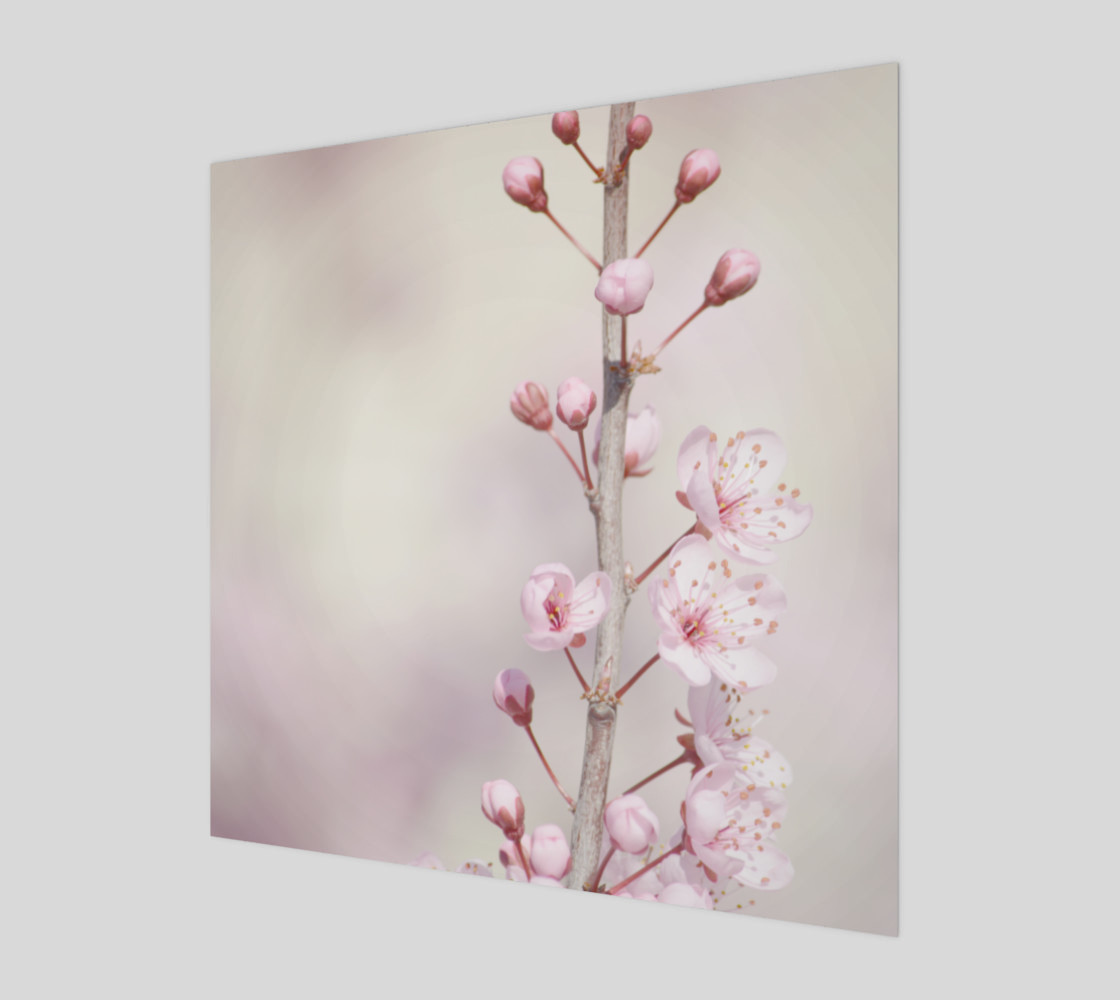 Cherry Blossom Flowers Nature Photo 3D preview