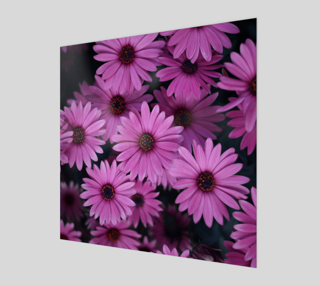 Pericallis Purple Flower Wall Art poster art print canvas wood print preview #1