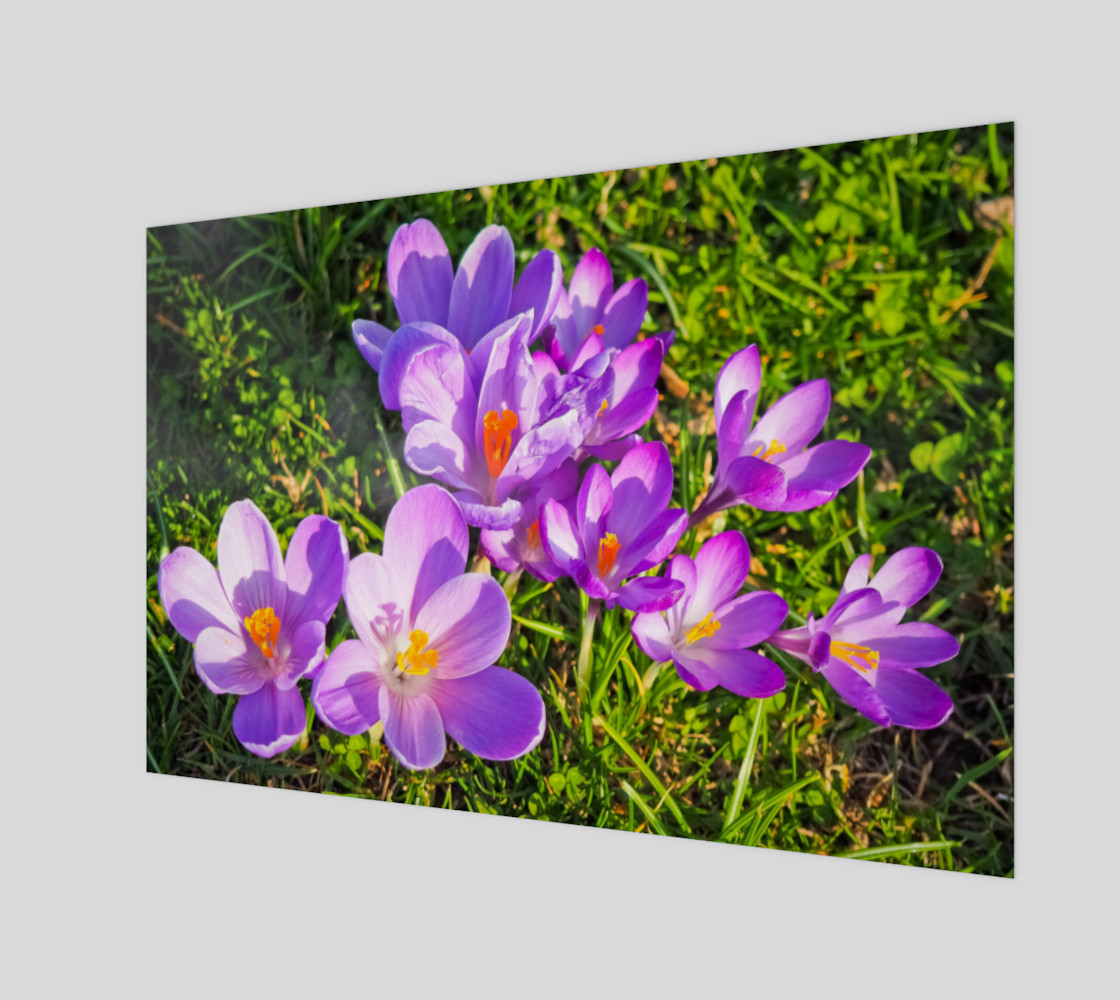 purple crocus preview #1