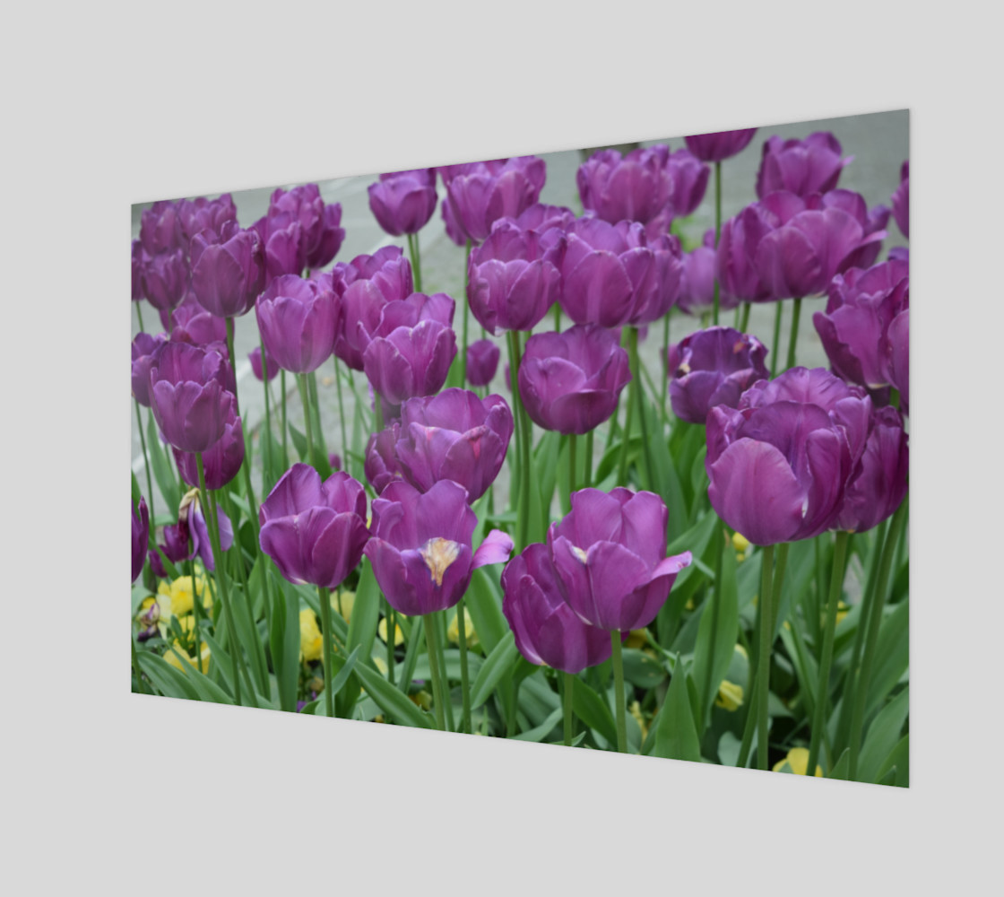 purple tulips forever preview #1