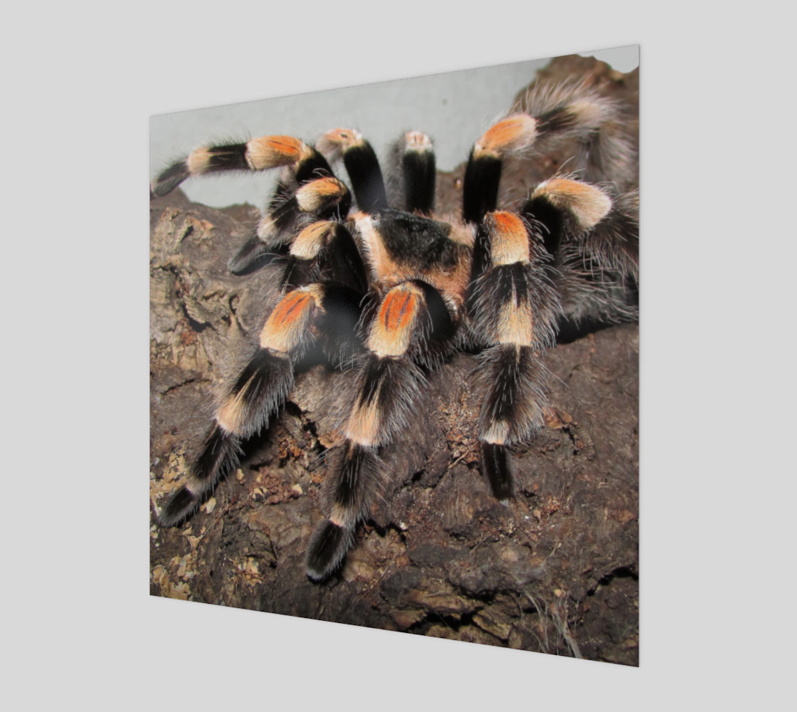 Mexican Red Knee Tarantula Spider Wall Art preview #1