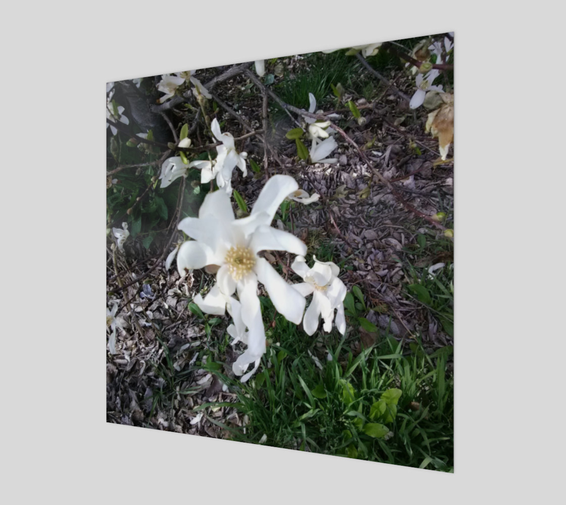 First White Flower of Spring Wall Art preview #1