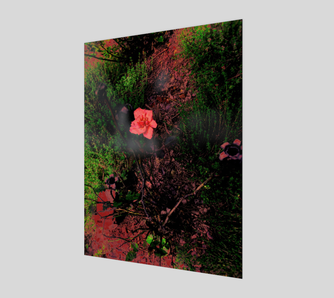 rose preview #1