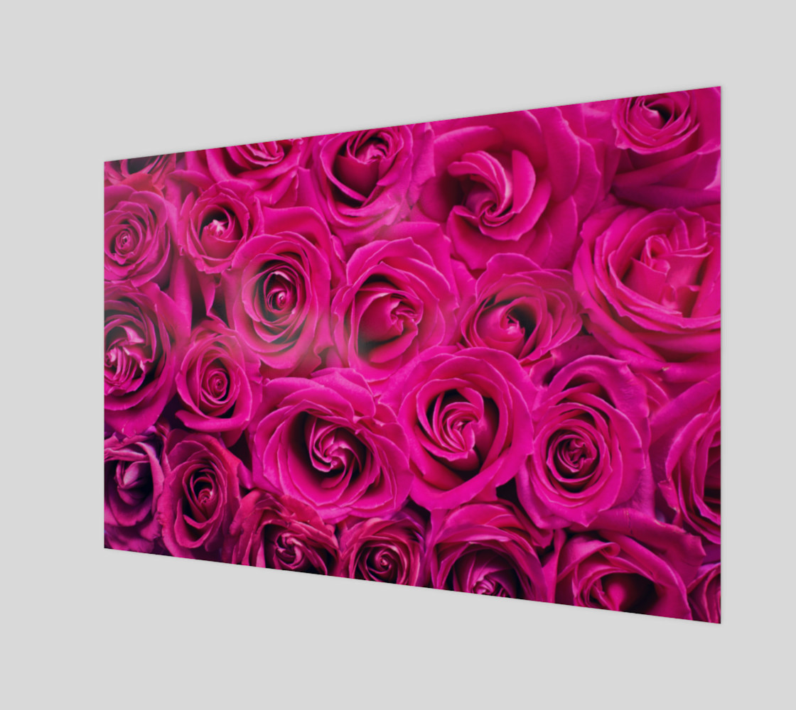 hot pink-roses preview #1