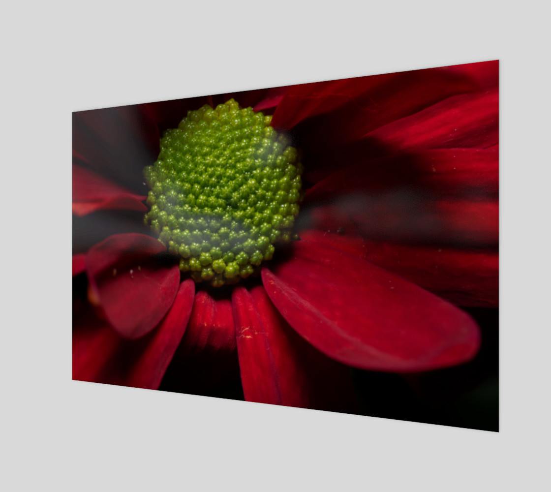 Red Chrysanthemum preview #1
