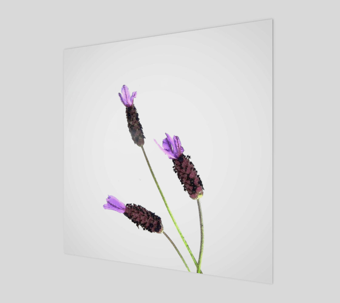 Lavender #2 preview #1