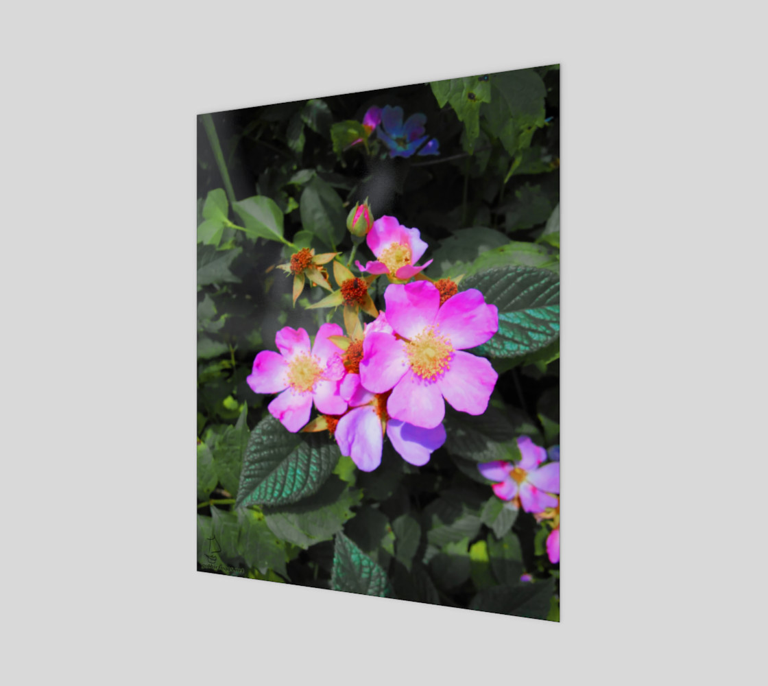 Wild Roses Photographic print by Tabz Jones preview #1