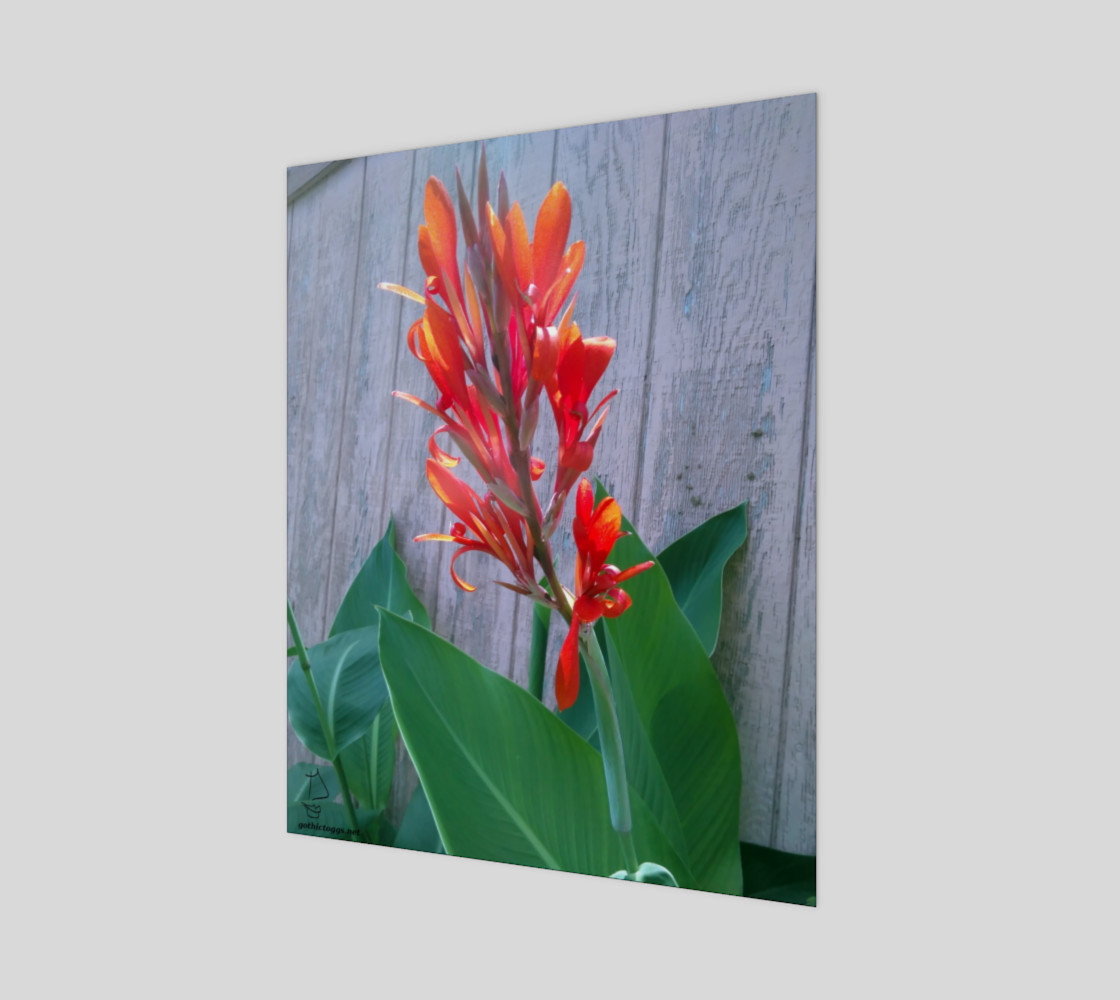 Canna Lily Photographic print by Tabz Jones preview #1