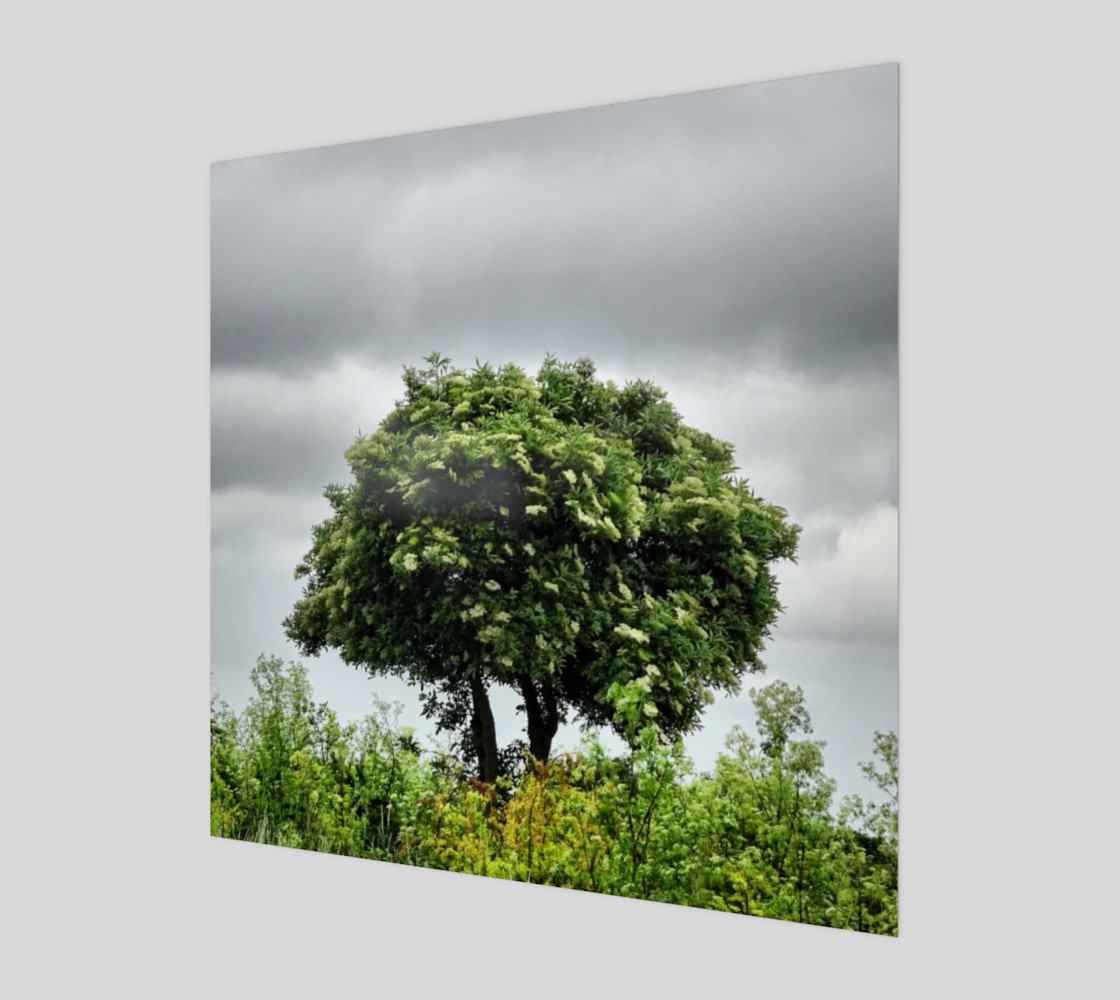 Lonely tree preview #1