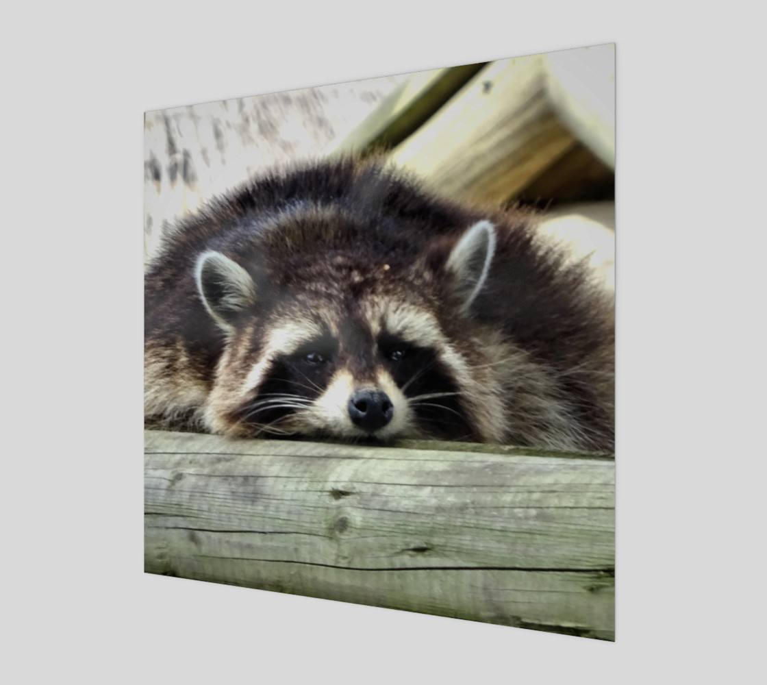 Tired Raccoon preview #1