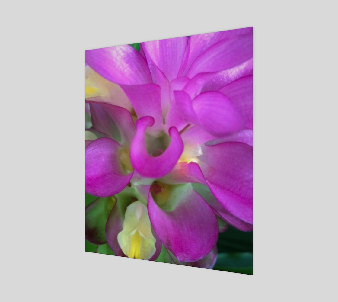 Bright Pink Ginger Flower 20 preview #1
