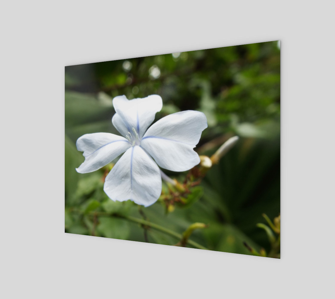 Plumbago preview #1