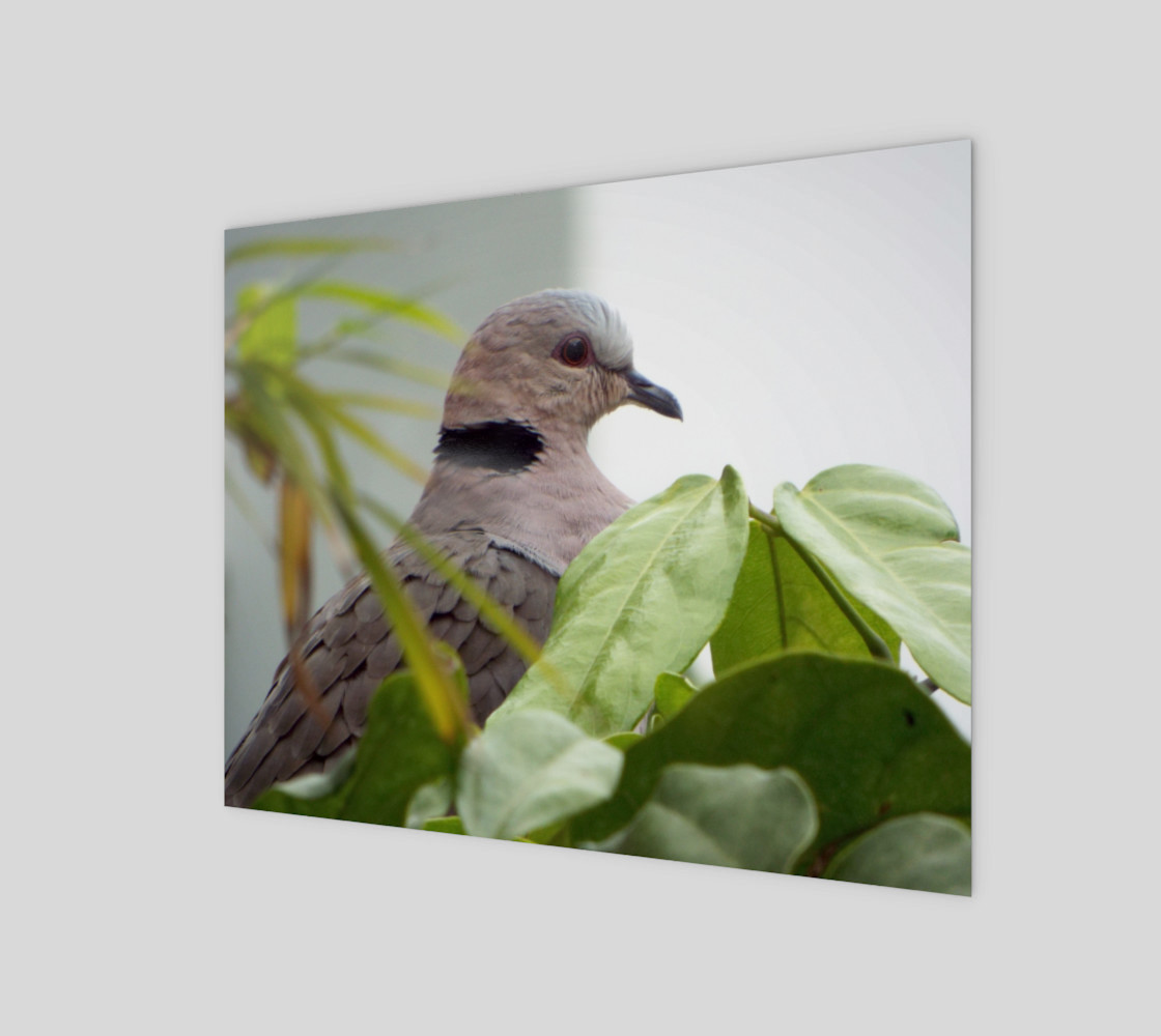 Ring-necked Dove preview #1
