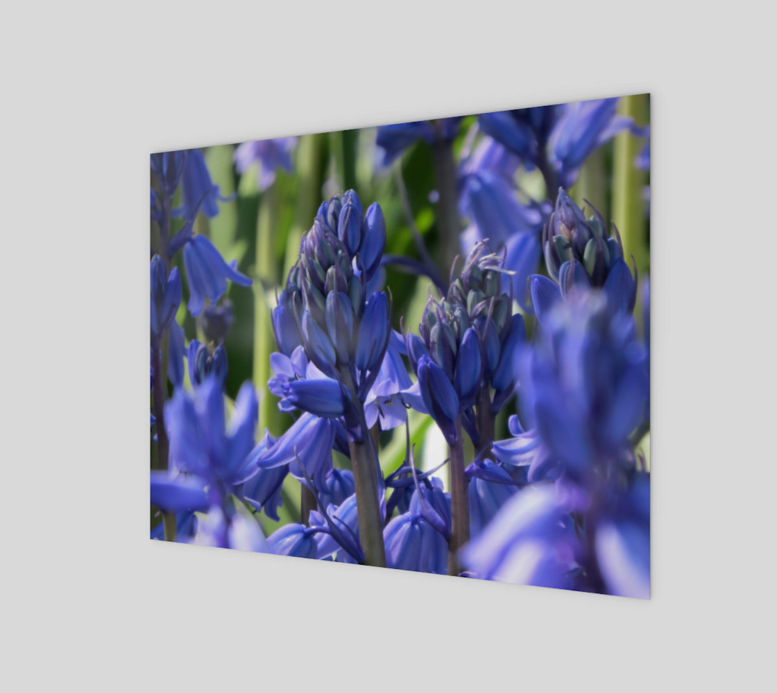 Aperçu de Bluebells #1