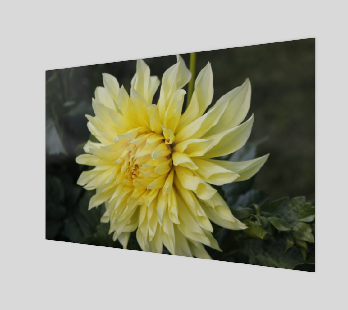 Yellow Dahlia Wall Art preview #1