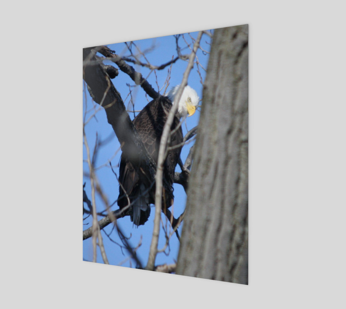 bald eagle preview #1