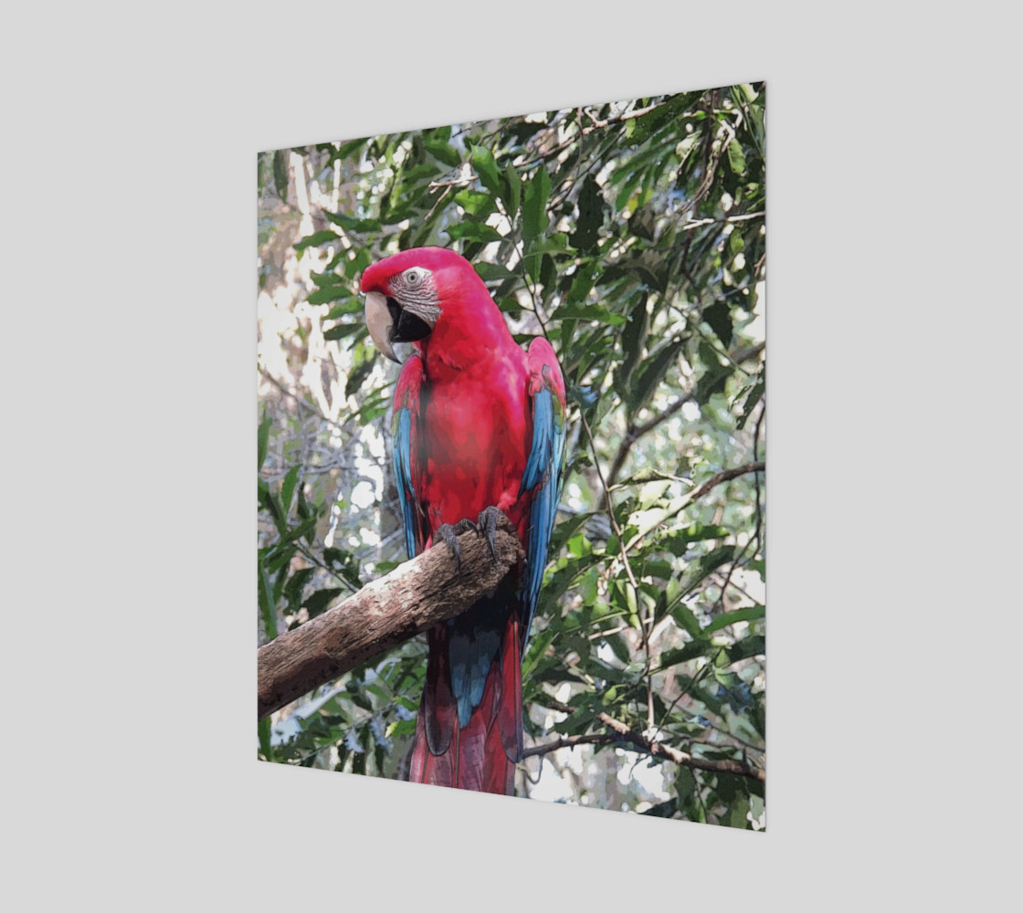 Scarlet Macaw preview #1