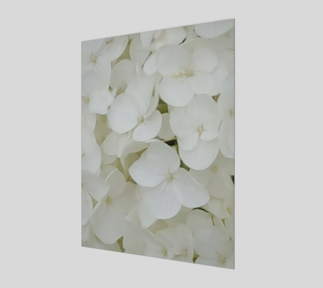 Hydrangea Flowers White Blossom Floral Photography preview #1