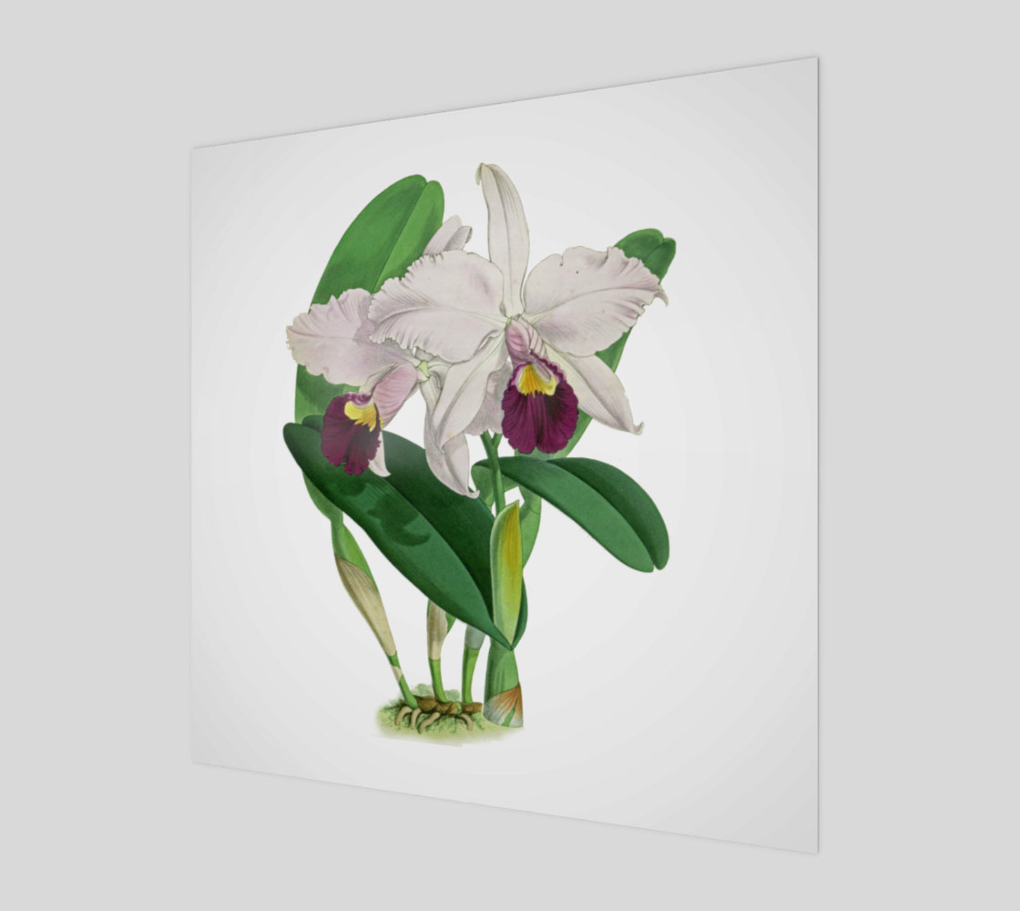 FF - Vintage Flower-Orchid-2 3D preview