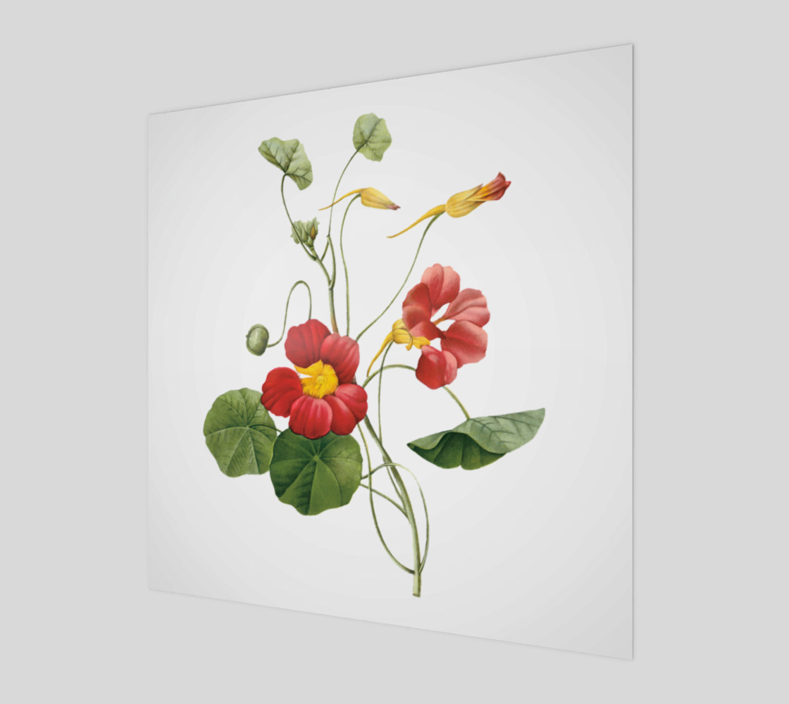 FF - Vintage - Flower - Nasturtium - Pierre Joseph Celestin Redouté 3D preview