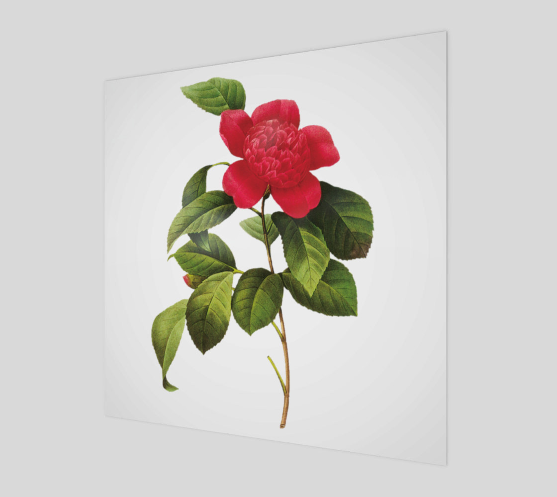 FF - Vintage Flower - Camellia Anemoniflora - Redoute Flower preview #1