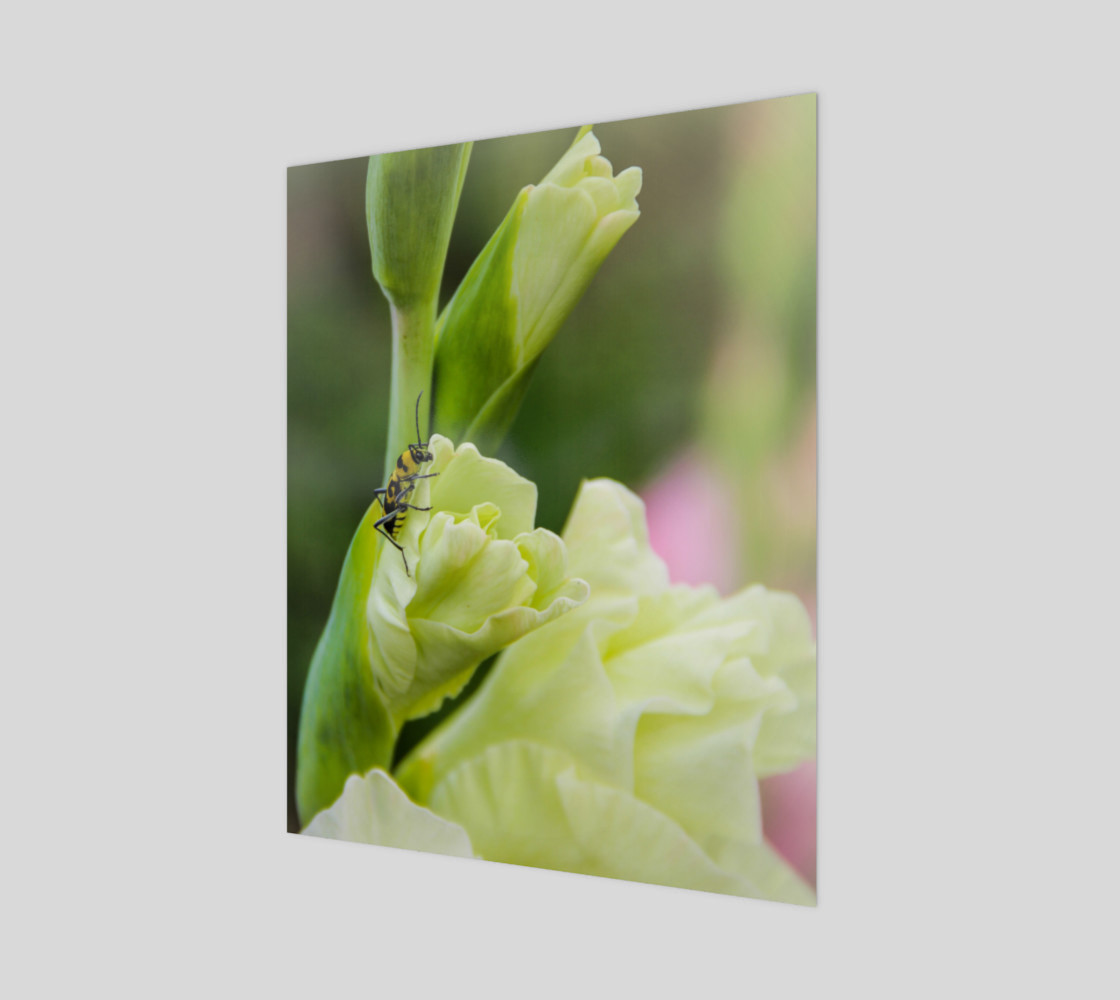 Bee on a gladiola flower preview #1