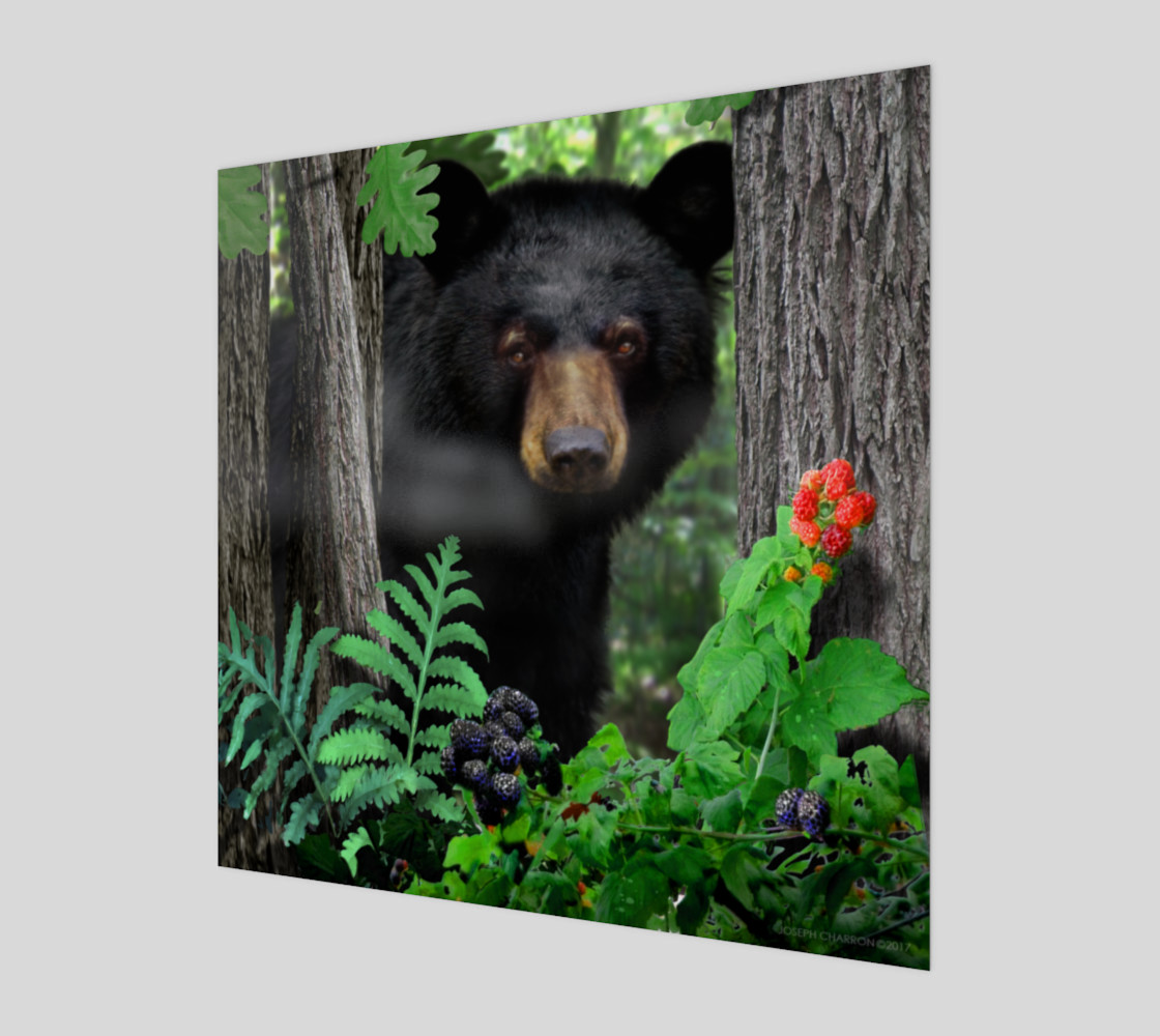 FOREST - SUMMER - BLACK BEAR 001 preview #1