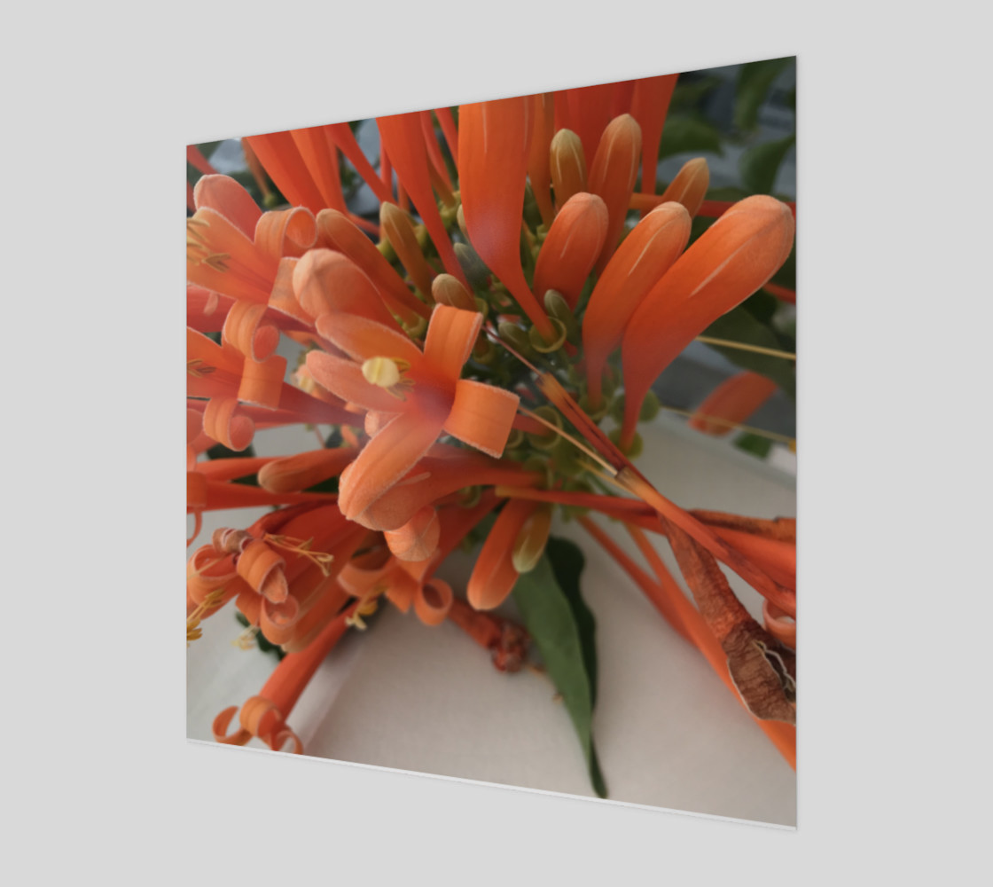 YMCA Orange Flower/Flor preview #1