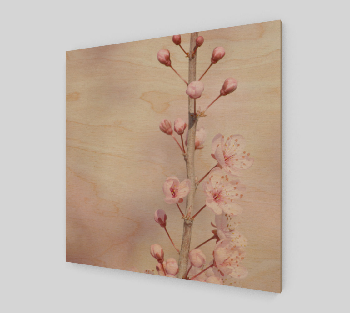 Cherry Blossom Flowers Nature Photo preview #1