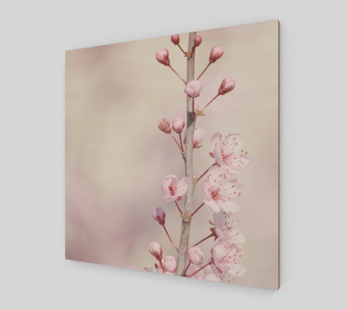 Cherry Blossom Flowers Nature Photo preview #2