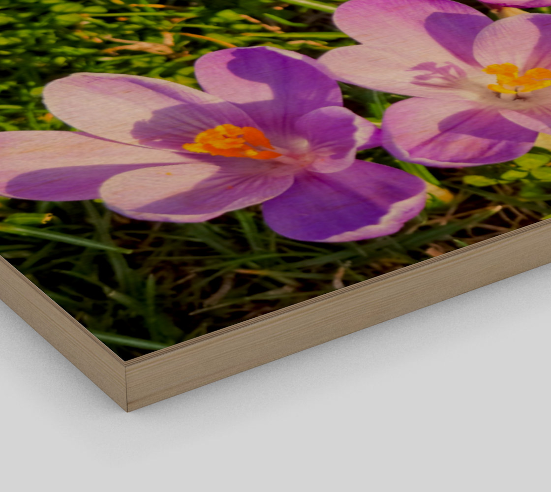purple crocus preview #3