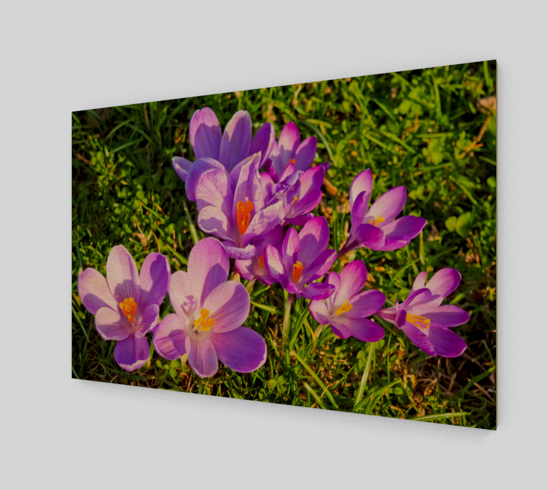 purple crocus preview #1