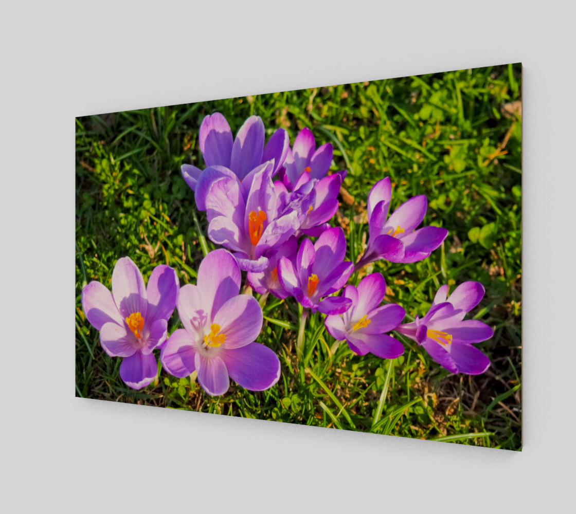 purple crocus preview #2
