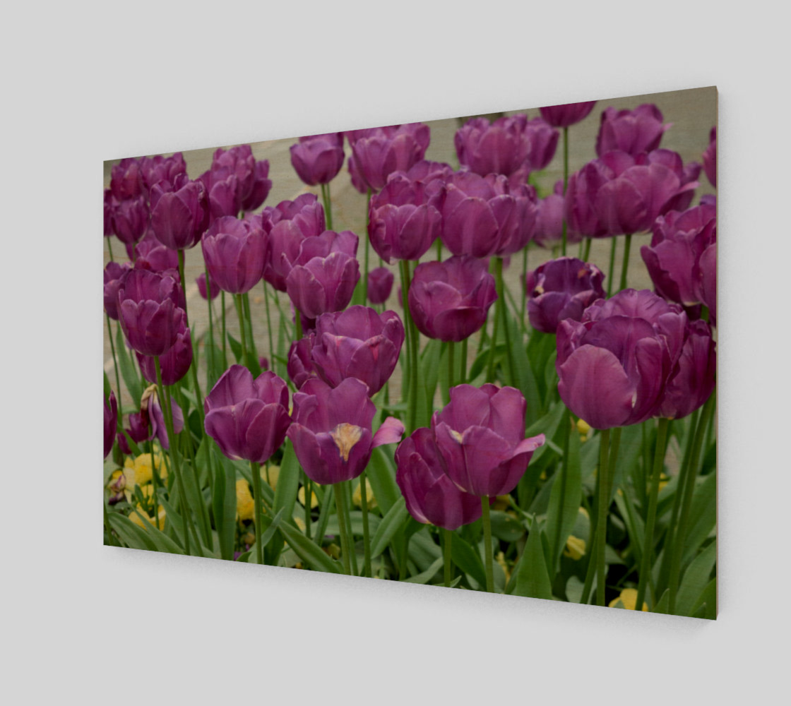 purple tulips forever preview #1