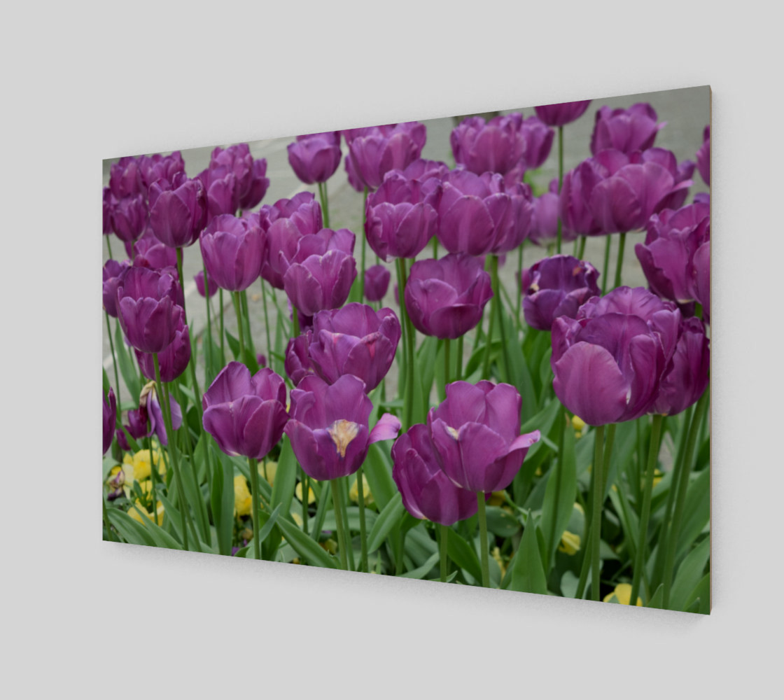purple tulips forever preview #2
