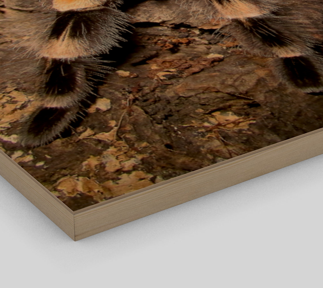 Mexican Red Knee Tarantula Spider Wall Art preview #3