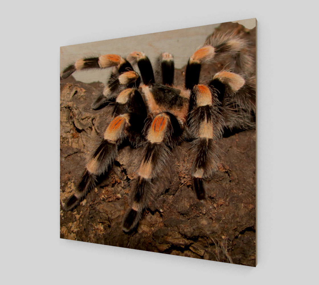 Mexican Red Knee Tarantula Spider Wall Art preview #1