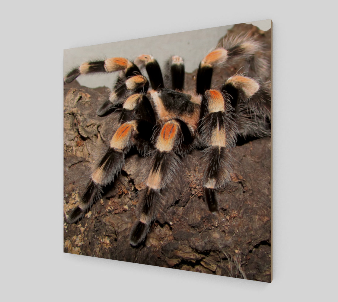 Mexican Red Knee Tarantula Spider Wall Art preview #2