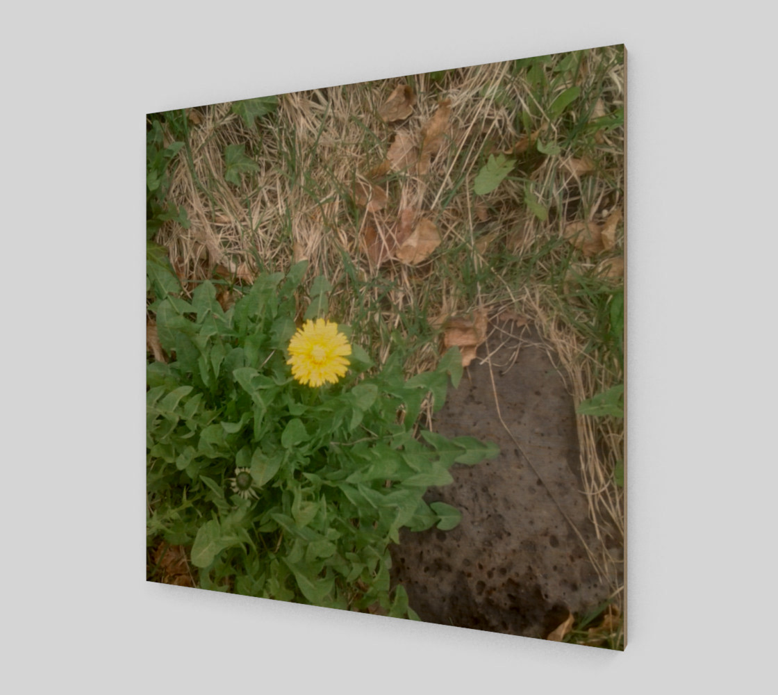 Dandelion and Rock Wall Art preview #1