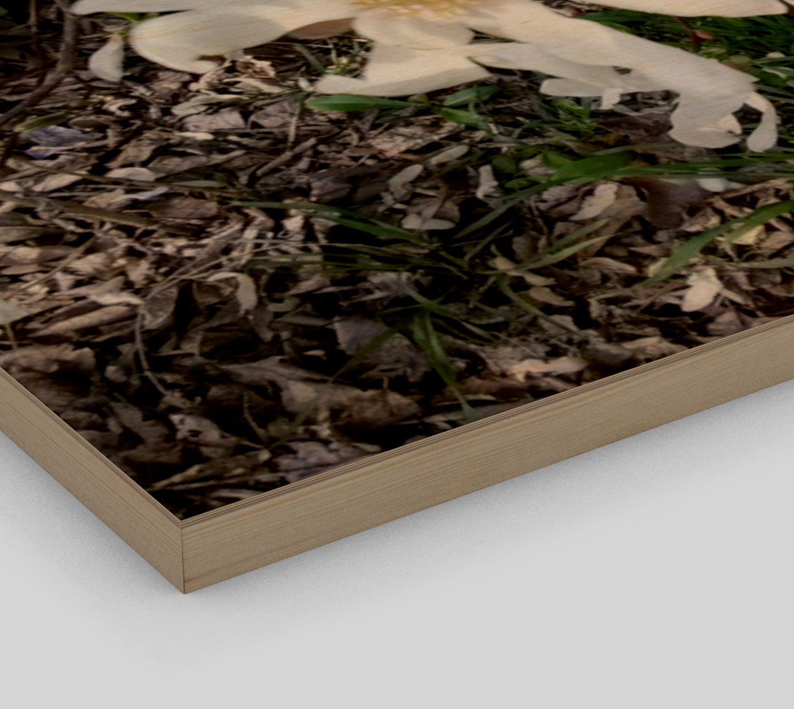 First White Flower of Spring Wall Art preview #3
