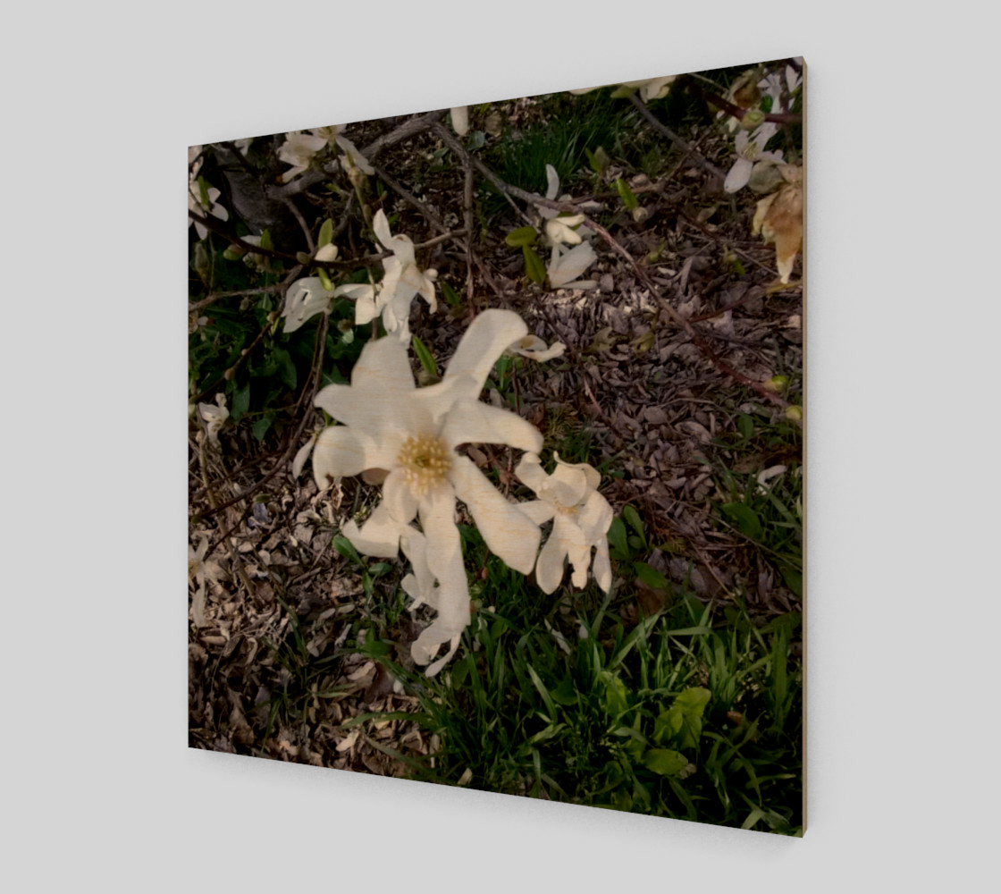 First White Flower of Spring Wall Art preview #1