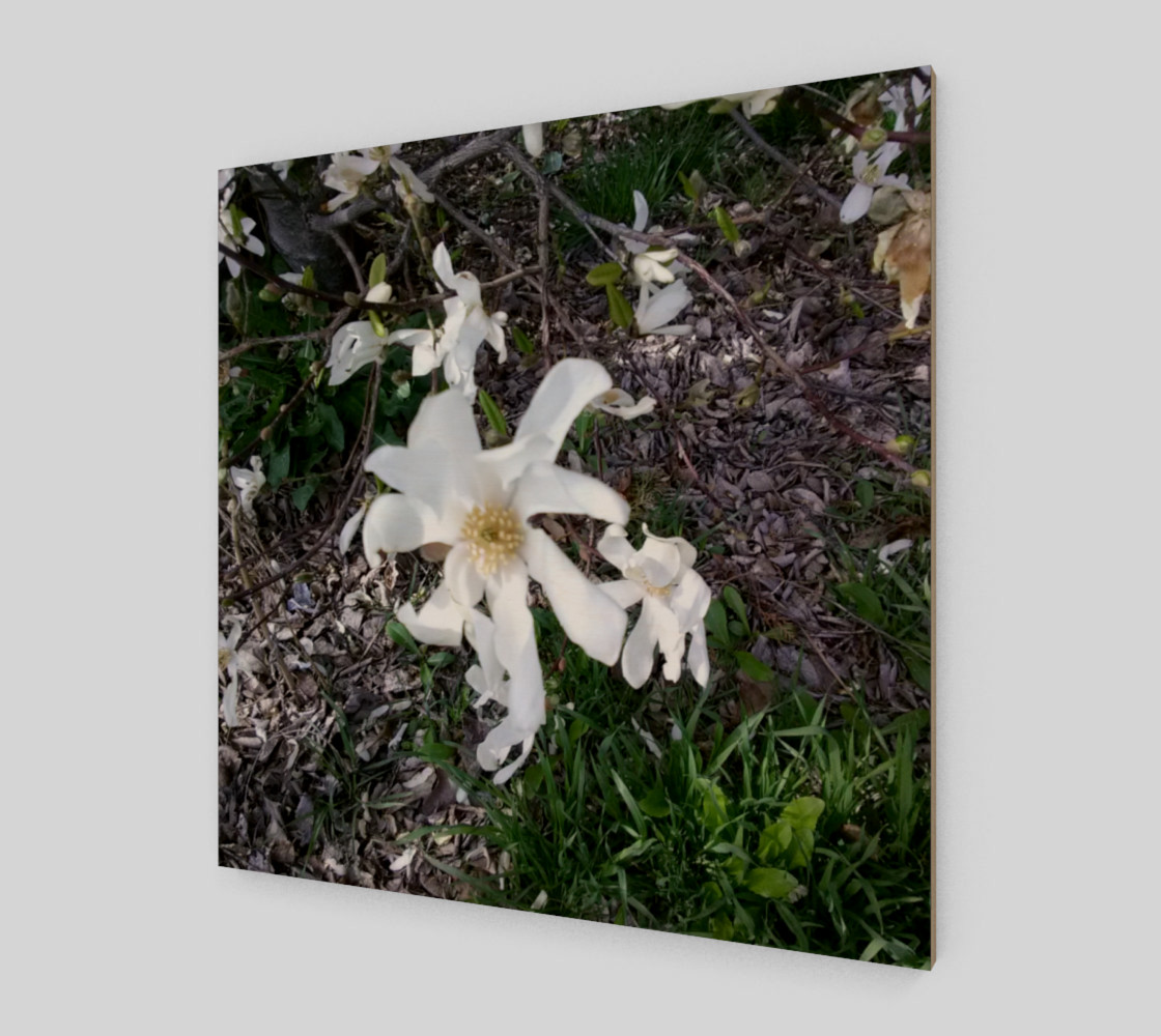 First White Flower of Spring Wall Art preview #2