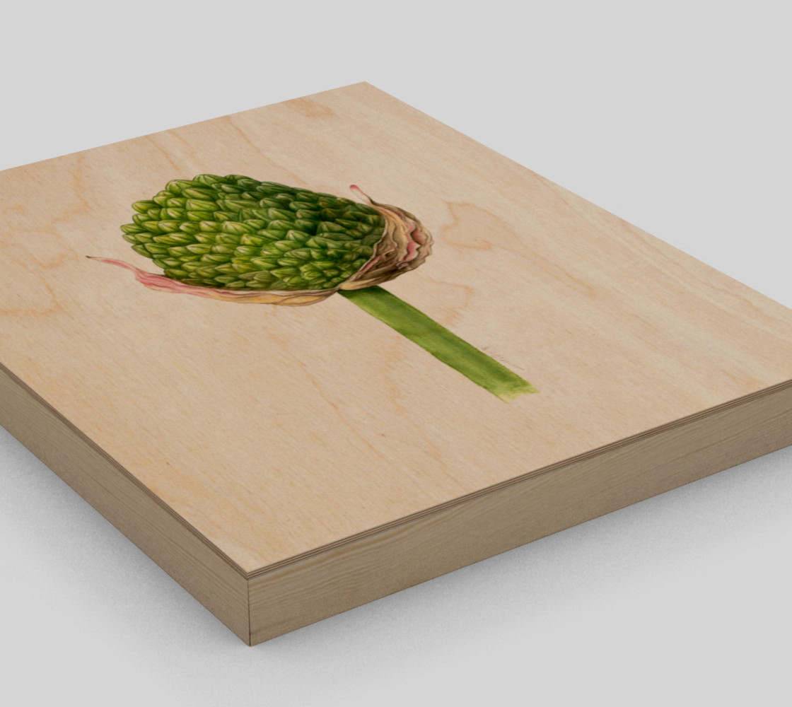 Alium bud preview #3