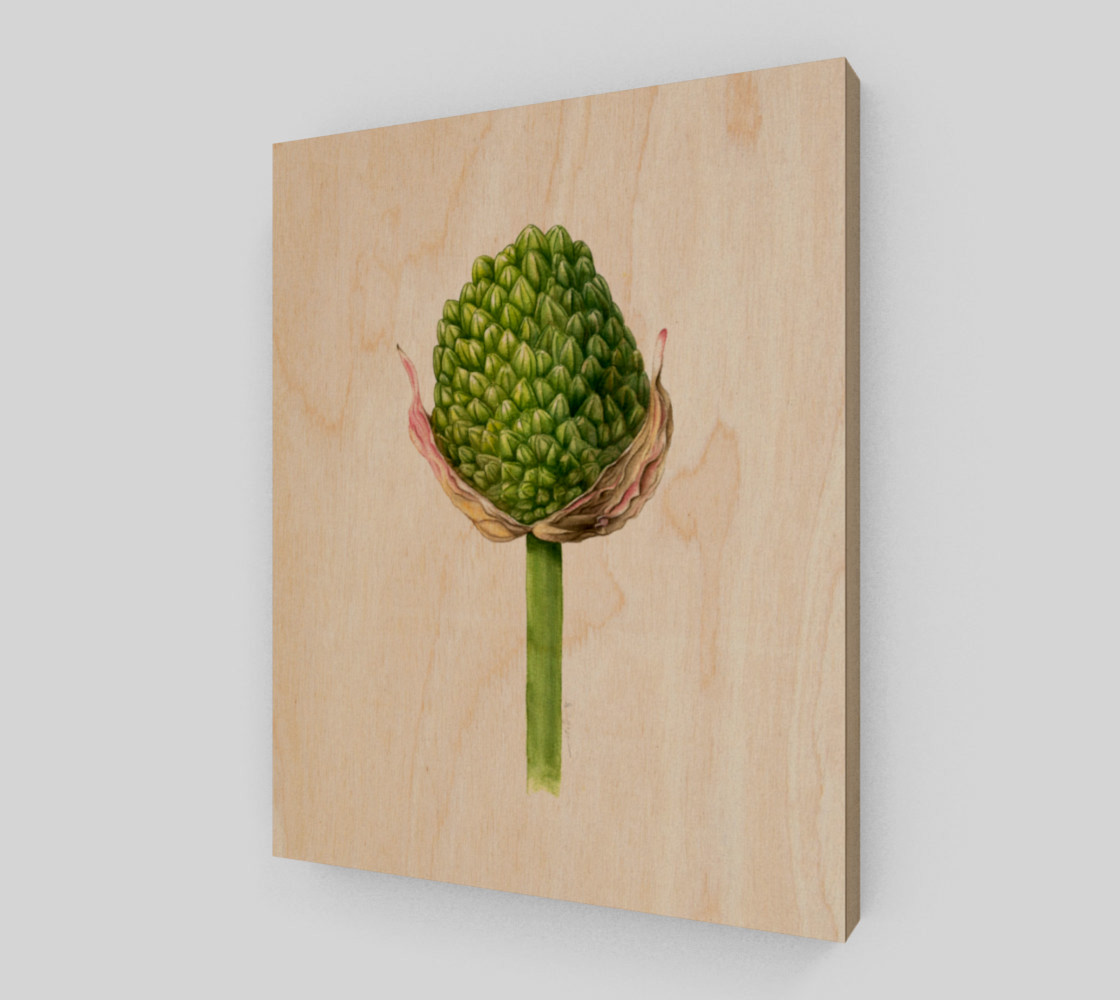 Alium bud preview #1