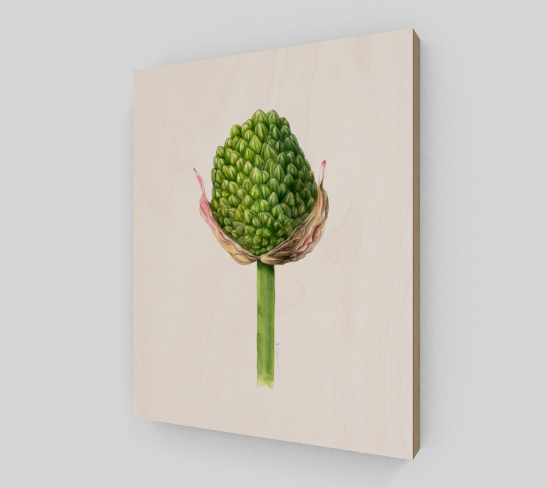 Alium bud preview #2