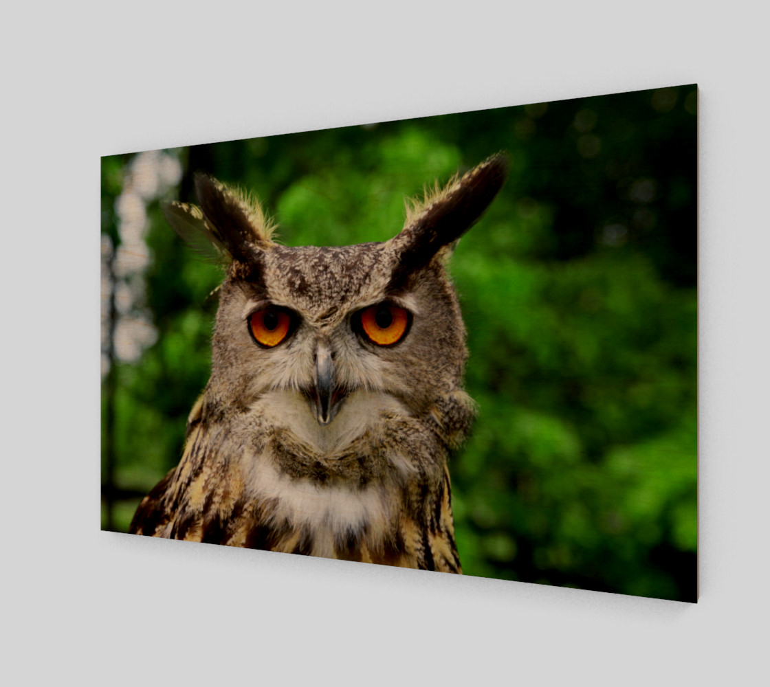 Aperçu de Owl #1