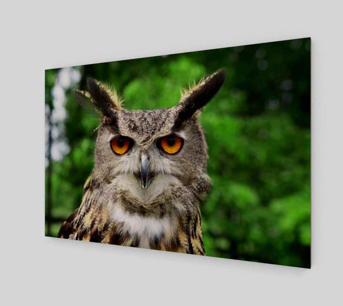 Aperçu de Owl #2