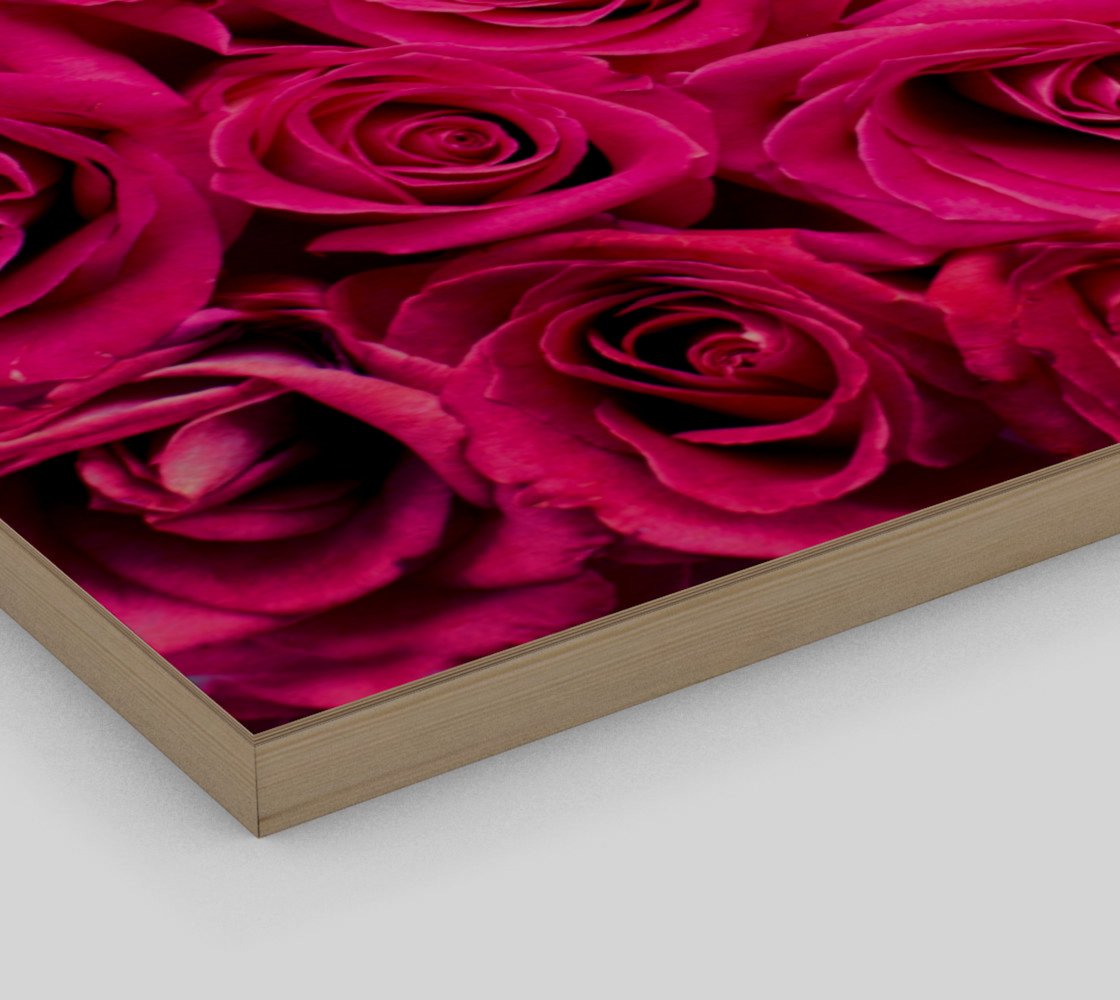 hot pink-roses preview #3
