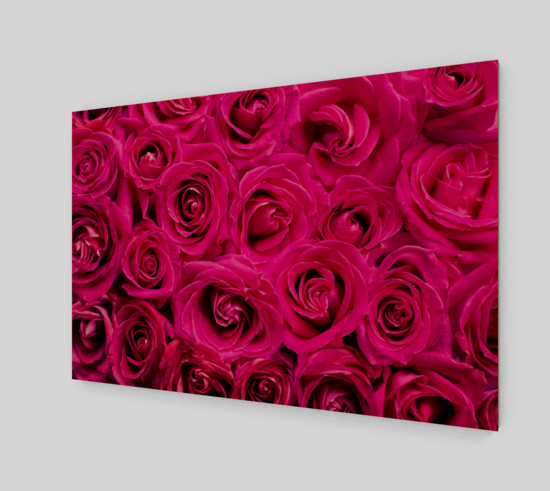hot pink-roses preview #1